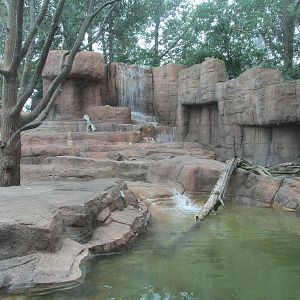 Forests - Bear Concrete Jungle