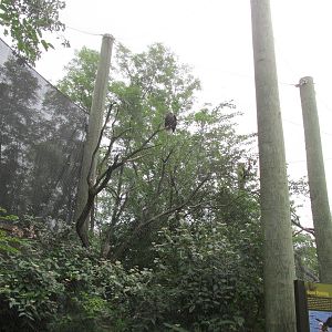 Forests - Eagle Aviary