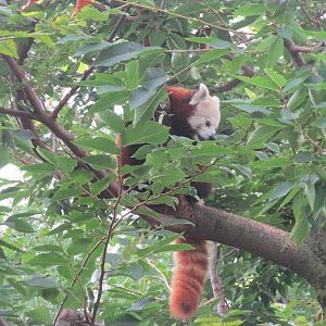 Forests - Red Panda