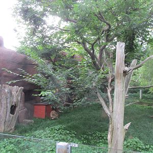 Forests - Red Panda and Reeves Muntjac