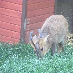 Forests - Reeves Muntjac