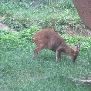 Forests - Reeves Muntjac