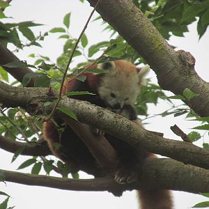Forests - Red Panda