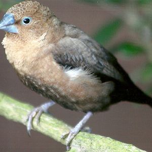 African Silverbill, 13th August 2014