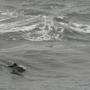 Harbour Porpoise at Point Lynas (Anglesey), 16/08/14