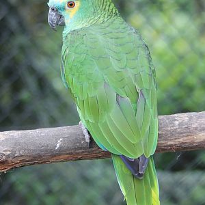 Blue-fronted amazon