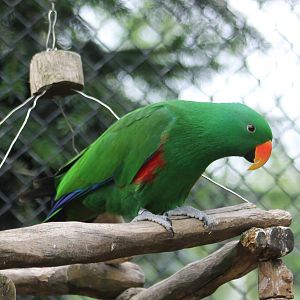 Eclectus parrot male