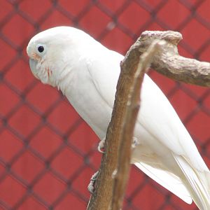 Goffin's cockatoo