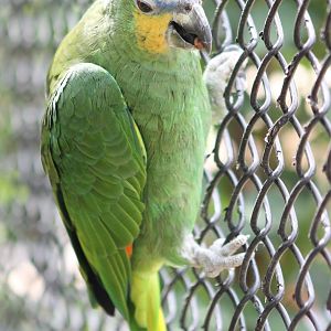 Orange-winged amazon
