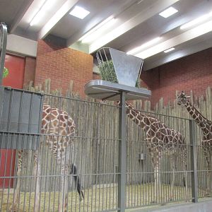 Giraffe House