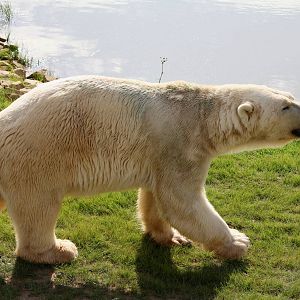 Victor the Polar bear 19-8-14