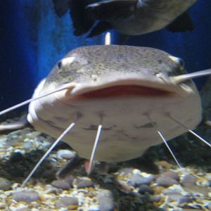 Red-tailed Catfish 2014