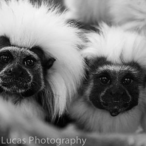 Cotton-Topped Tamarin