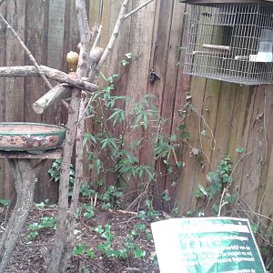 Amazon parrot corner