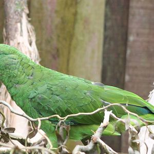 Yellow-fronted amazon