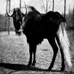 Black wildebeest (Connochaetes gnou) 1909