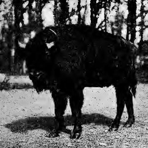 European bison (Bison bonasus) 1909