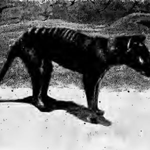 Thylacine (Thylacinus cynocephalus) 1909