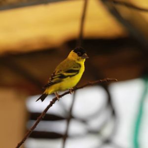 Yellow-faced Siskin