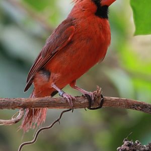 Virginia Cardinal