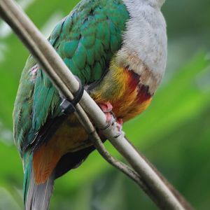 Beautiful Fruitdove