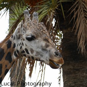 Rothschild Giraffe