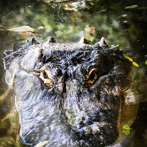 American Alligator and Turtle