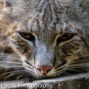 Bobcat