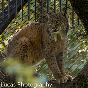 Iberian Lynx