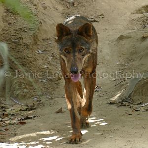Iberian Wolf