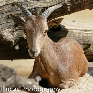 Saharian barbary sheep