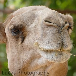 Dromedary Camel