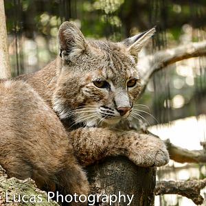 Bobcat