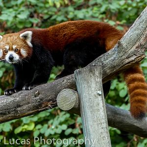 Red Panda