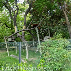 Red Panda Enclosure