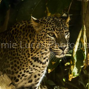 Sri-Lankan Leopard