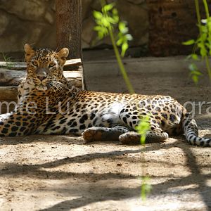 Sri-Lankan Leopard