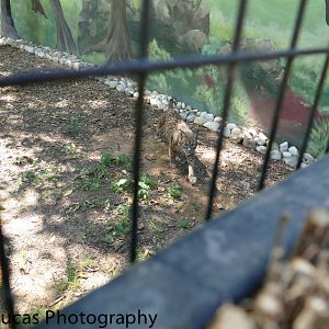 Iberian Lynx