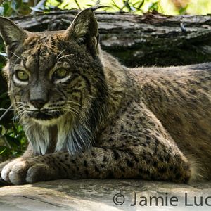 Iberian Lynx