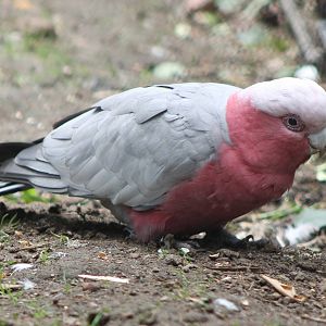 Galah