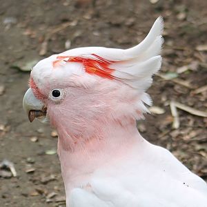 Major Mitchell's cockatoo