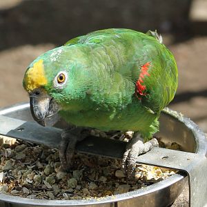 Yellow-fronted amazon ssp