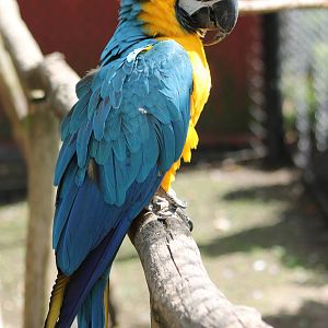 Blue and yellow macaw