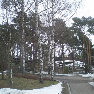 Finnish forest reindeer