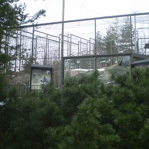 Snow leopard enclosure