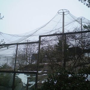 Snow leopard enclosure
