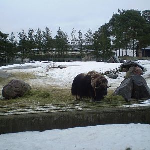 Musk oxen