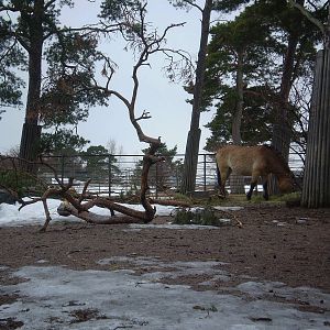 Przewalski's horse