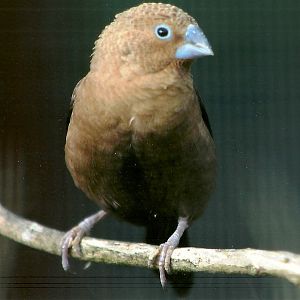 African Silverbill, 13th August 2014
