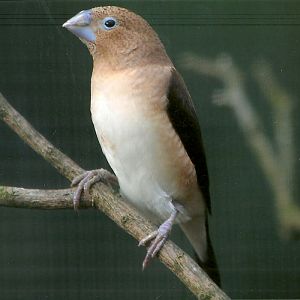 African Silverbill, 13th August 2014